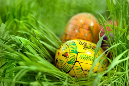 Color easter eggs in nest from green grass