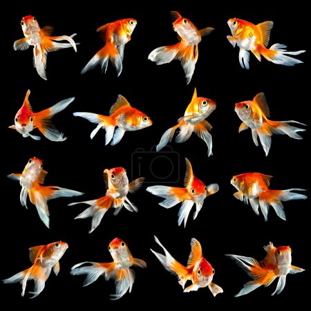 Sixteen goldfishs
