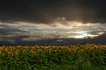 Sunflowers and sunset