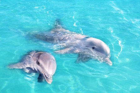 Dolphins couple swimming in blue turquoise water