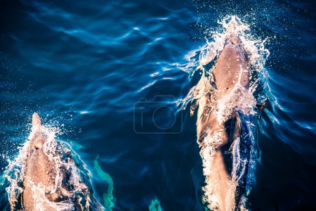 Wild Dolphins in Action