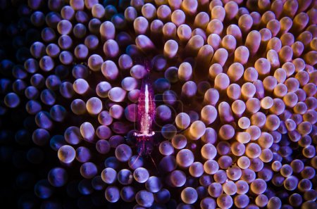 Purple shrimp hide on anemone. underwater photo bunaken dive indonesia
