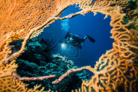 Diver in the hole of sea fan in Derawan, Kalimantan, Indonesia underwater photo