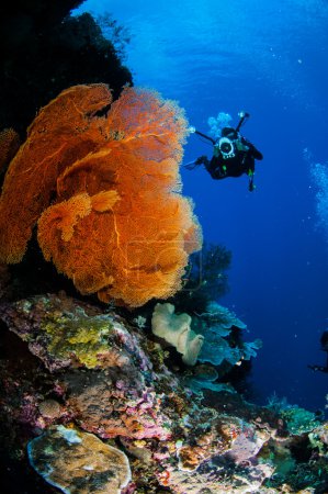 Diver and sea fan Melithaea in Banda, Indonesia underwater photo