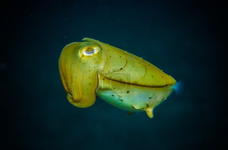 Giant squid bunaken indonesia sepia latimanus underwater photo