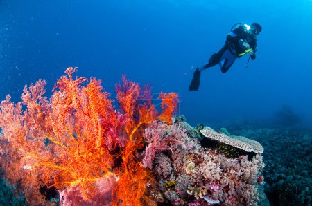 Diver swimming, sea fan Anella mollis in Gili, Lombok, Nusa Tenggara Barat, Indonesia underwater photo