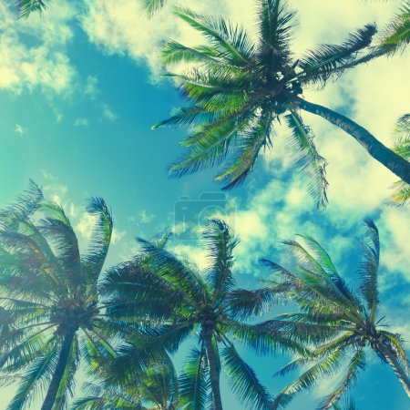Coconut Palm trees with instagram effect