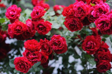 Beautiful blooming red rose bushes in the garden