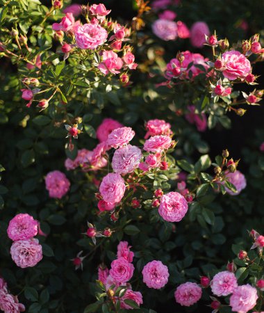 bushes lush pink roses