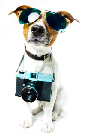 Dog using camera