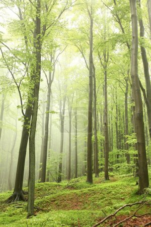 Spring beech forest in the fog