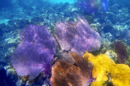 Gorgonian sea fan purple coral
