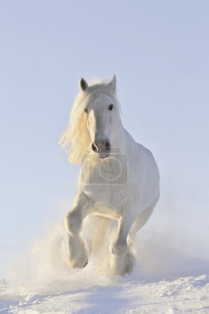White horse run in winter