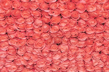 Pretty pink bed rose background