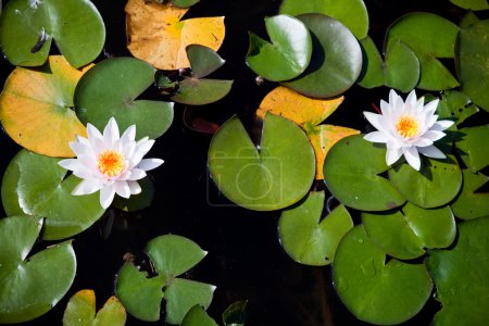 Two water lilies - top view