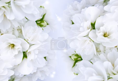 Beautiful White Jasmine Flowers