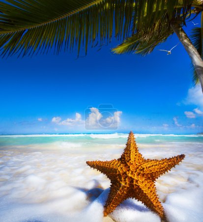 Art Sea star on the beach