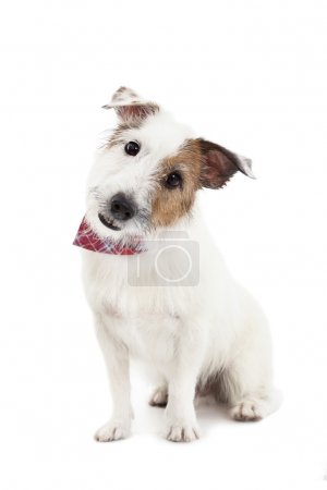 Puppy jack russel terrier dog on the white background