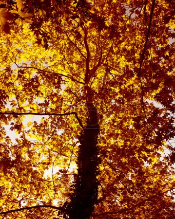 Autumn tree background