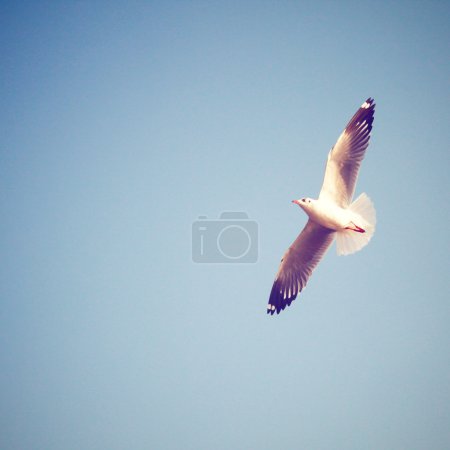 Seagull on blue sky