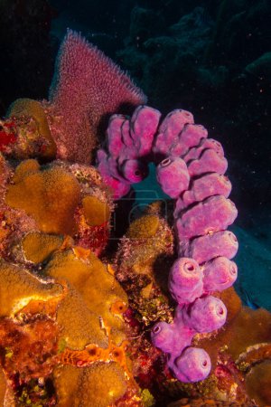 Sponges from the caribbean reefs.