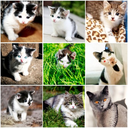 Collection of funny kitten
