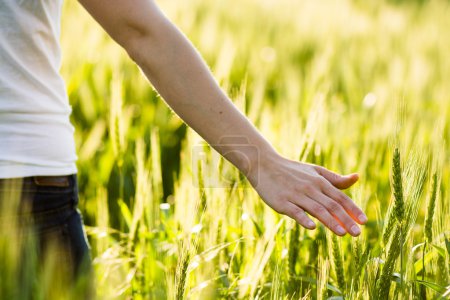 Girl hand touching wheat. Fresh harvest.
