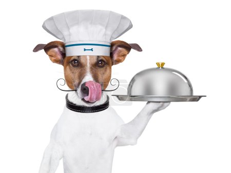 dog cook chef