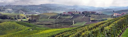 Vineyards in Italy, panorama