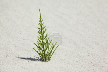 Green plant on sand