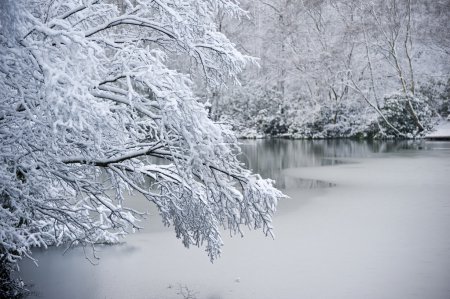 Branch over frozen lake in Winter snow