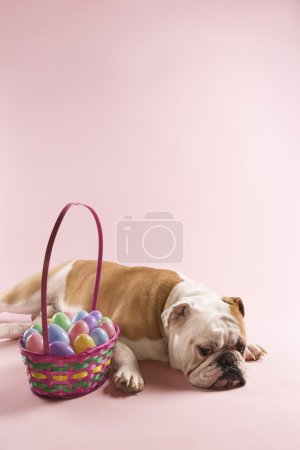 Bulldog with Easter basket.