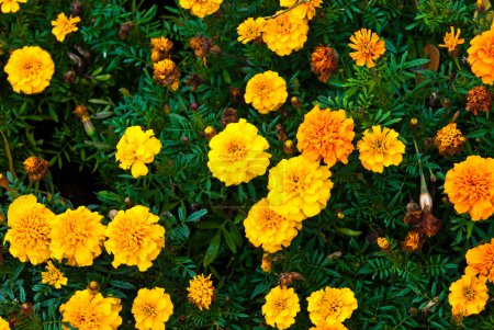 Yellow garden flower on grass