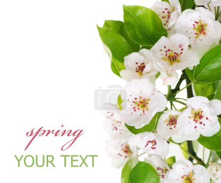 Spring Pear Blossom Border Isolated On White