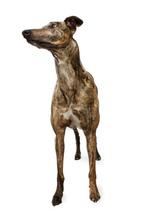 Standing Greyhound Isolated on White