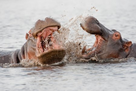 Group of wild hippos at a waterhole.