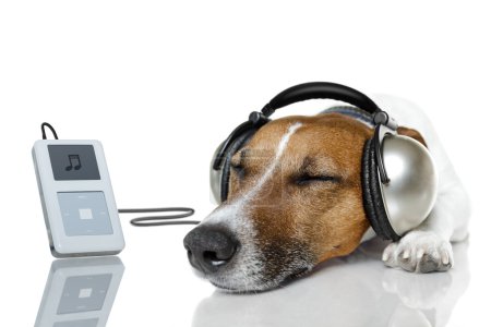 Dog listen to music with a music player