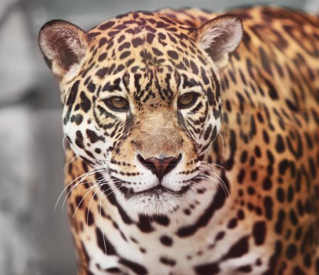 Jaguar - Panthera onca. Portrait of wild animal