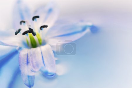 Extreme macro image of a blue flower floating in water