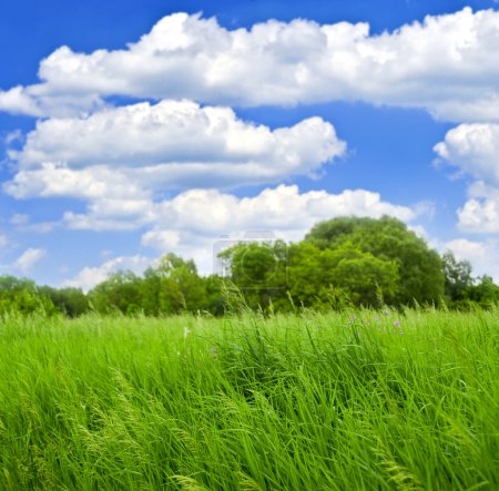Grass and trees with cloudy blue sky