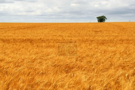 Agricultural landscape of golden wheat growing in a farm field