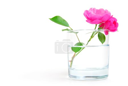 Rosehip flower in a glass of clear water, purity or freshness concept