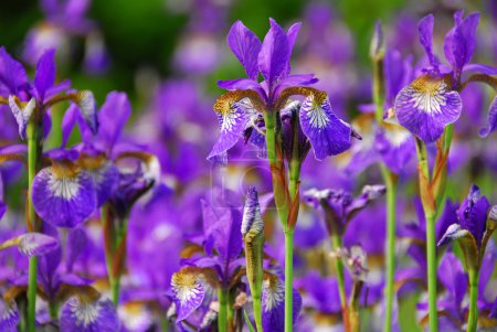 Beautiful purple irises blooming in spring time