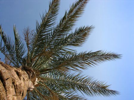 Palm on sky