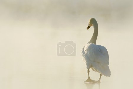 Swan at sunrise