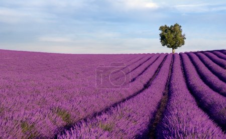 Rich lavender field with a lone tree