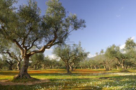 Olive tree field in Kalamata, Greece