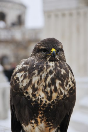 Wild hawk eagle bird closeup predator wildlife