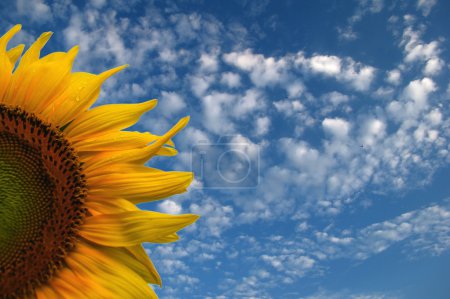 Sunflower on The Sky