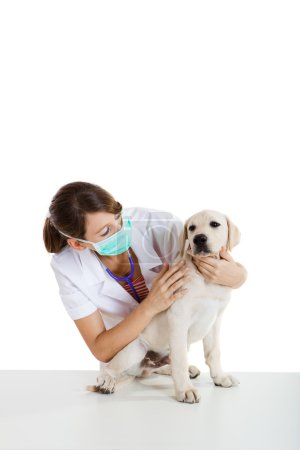 Veterinay taking care of a dog